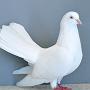 Orientalische Roller weiss von Grundmeier, Mona-Sophie Preis hv 96 BLP